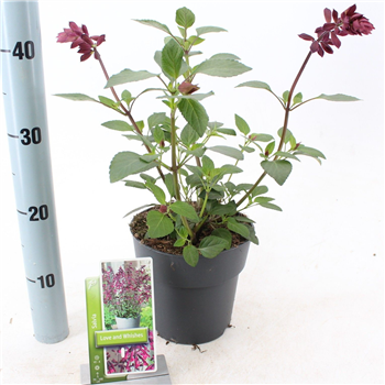 Salvia 'Love And Wishes' F00010267