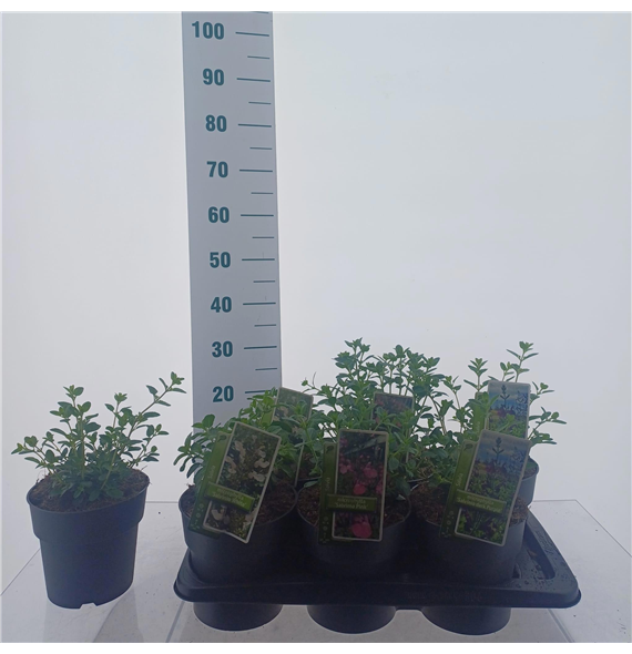 Salvia microphylla F00010268