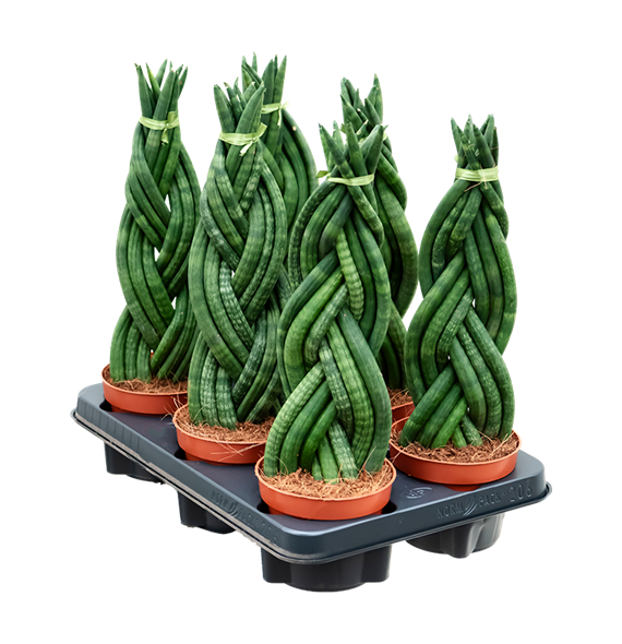 Taščin jezik - Sanseveria cylindrica 6/tray 4SACYBP12