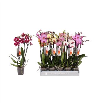 Orhideja Phalaenopsis mix 6 color  3-spike 18+18 fl 3 stems plnt 50cm 12cm Q3295