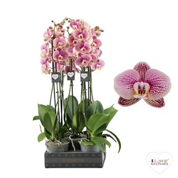 Orhideja Phalaenopsis wit Berger - 2 stems 60cm (Quattro) 14 fl  plnt 55cm 12cm Q3306