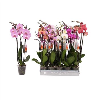 Orhideja Phalaenopsis mix 6 color  3-spike 22+ 22 fl 3 stems plnt 80cm 12cm Q3307