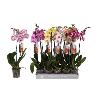 Orhideja Phalaenopsis mix 7 color  2-spike 18+18 fl 2 stems plnt 60cm 12cm Q3314