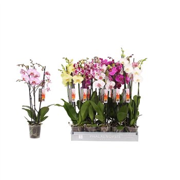 Orhideja Phalaenopsis mix 7 color  3-spike 22+22 fl 3 stems plnt 65cm 12cm Q3317