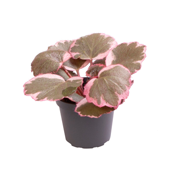 Saxifraga Variegata F00002061