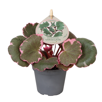Saxifraga 'Variegata' F00004290