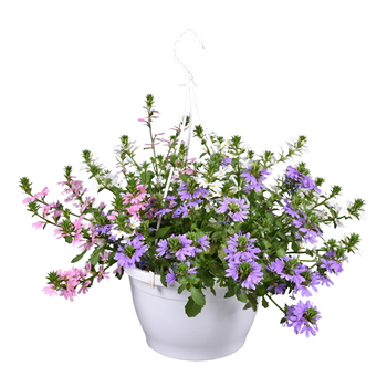 Scaevola aemula F00009438