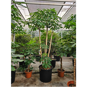 Šeflera actinophylla 'Amate' F00010847