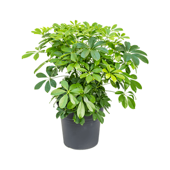 Šeflera arboricola 'Compacta' 4SCARBU08