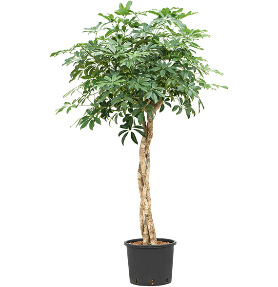 Šeflera arboricola 'Compacta' 1SCARGS28