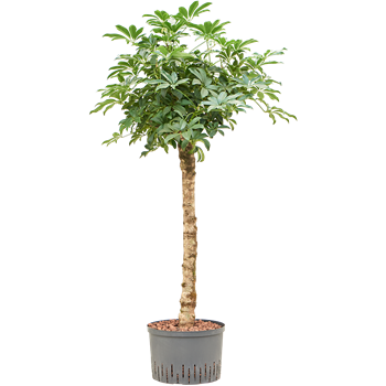 Šeflera arboricola 'Compacta' 1SCARSX08