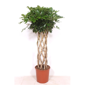 Šeflera arboricola 'Compacta' F00010850