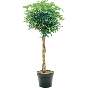Šeflera arboricola 'Compacta' 4SCARRS18