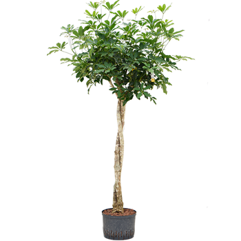 Šeflera arboricola 'Compacta' 1SCARTW08