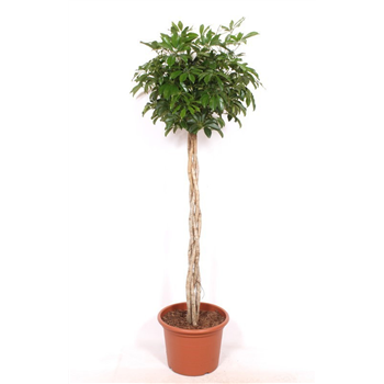 Šeflera arboricola 'Compacta' F00010851