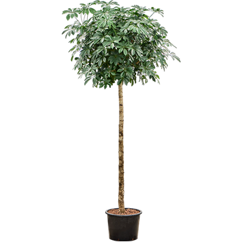 Šeflera arboricola 'Compacta' 1SCARRS16