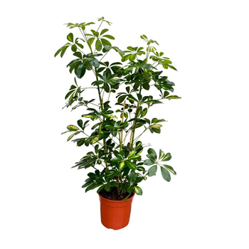 Šeflera arboricola 'Gold Capella' F00009734