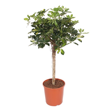 Šeflera arboricola 'Gold Capella' F00010857