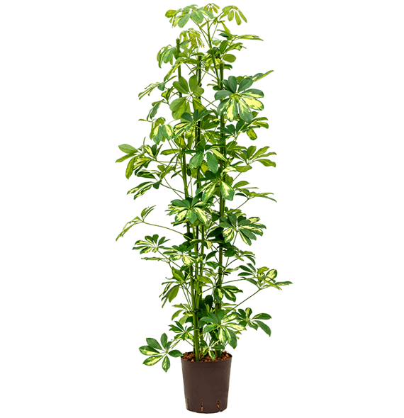 Šeflera arboricola 'Gold Capella' 1SCGC3T10