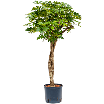 Šeflera arboricola 'Gold Capella' 1SCGCTW02