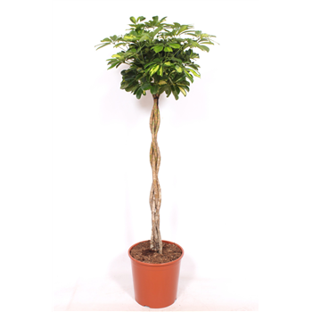 Šeflera arboricola 'Gold Capella' F00010855