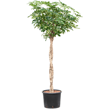 Šeflera arboricola 'Gold Capella' 1SCGCTW06