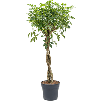 Šeflera arboricola 'Gold Capella' 4SCGCGS34