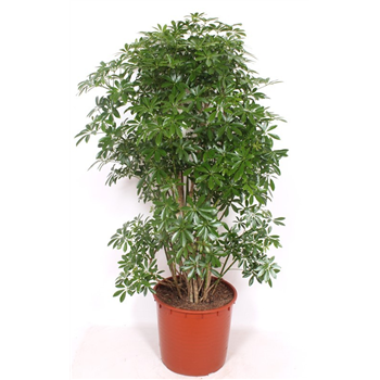 Šeflera arboricola 'Luseana' F00010858
