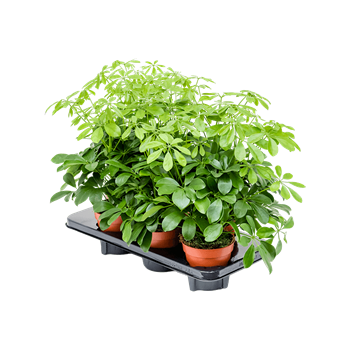 Šeflera arboricola 'Nora' 6/tray 4SCANBP05