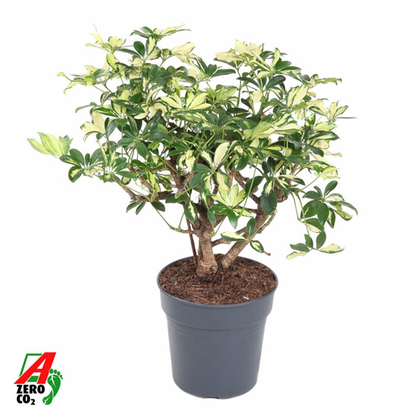 Šeflera arboricola 'Trinette' F00010499