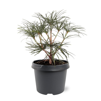 Sciadopitys verticillata F00007999