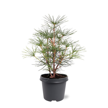 Sciadopitys verticillata F00008000
