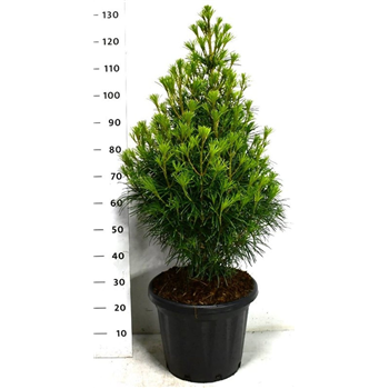 Sciadopitys verticillata F00009964