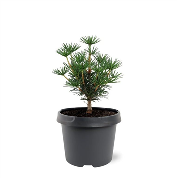 Sciadopitys verticillata 'Green Diamond' F00008001