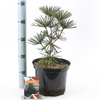Sciadopitys verticillata 'Sternsnuppe' F00010273