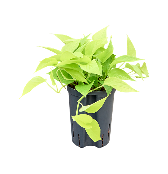 Scindapsus (Epipremnum) 'Golden pothos' 1SCGPHA10