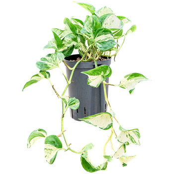 Scindapsus (Epipremnum) 'Manjula variegata' 1SCMVHA15