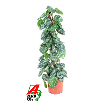 Scindapsus pictus 'Trebie' F00010489