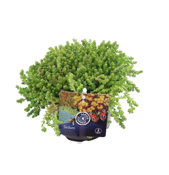 Sedum acre F00003192