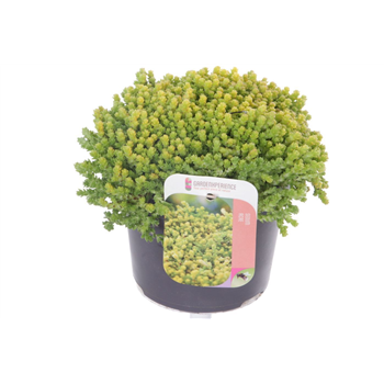 Sedum acre F00004737