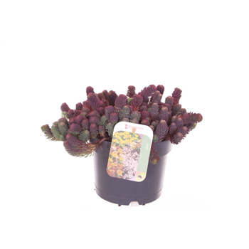 Sedum forsterianum Oracle F00003115