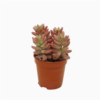 Sedum x rubrotinctum 'Aurora' F00001835