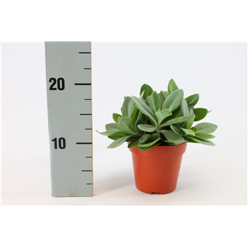 Senecio Cephalophorus F00000437