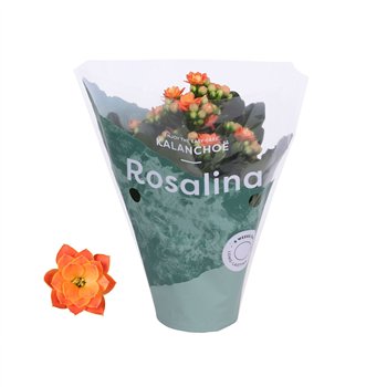 Kalanhoja rosalina don pedro oranje 15cm 7cm Q2841
