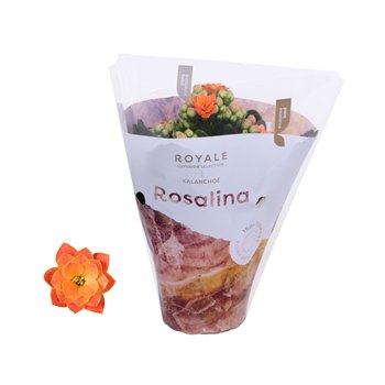 Kalanhoja rosalina oranje royale Royale Pedro 15cm 7cm Q2850