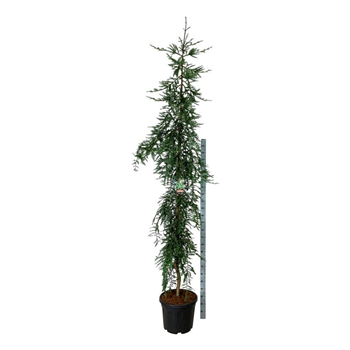 Sequoia sempervirens 'Adpressa' F00010525