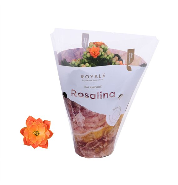 Kalanhoja rosalina oranje royale Royale Pedro 15cm 7cm Q2850