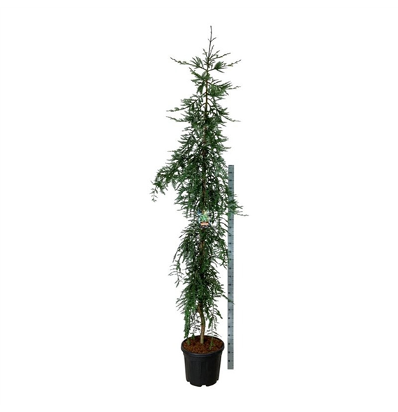 Sequoia sempervirens 'Adpressa' F00010525