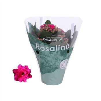 Kalanhoja blossfeldiana rosalina don victorio paars1 pp 15cm 7cm Q2861