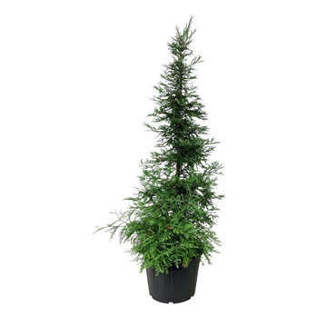 Sequoia sempervirens 'Illa Martin' F00007015